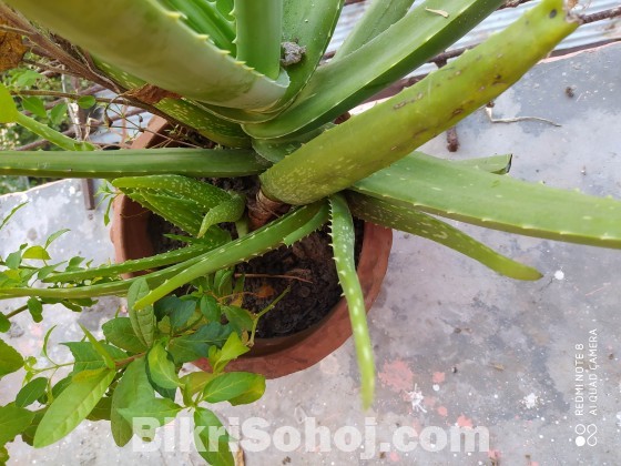 Alovera (এলোভেরা গাছ)